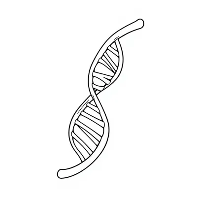 דף צביעה DNA כפול להדפסה