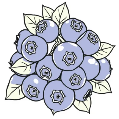 דף צביעה אוכמניות להדפסה